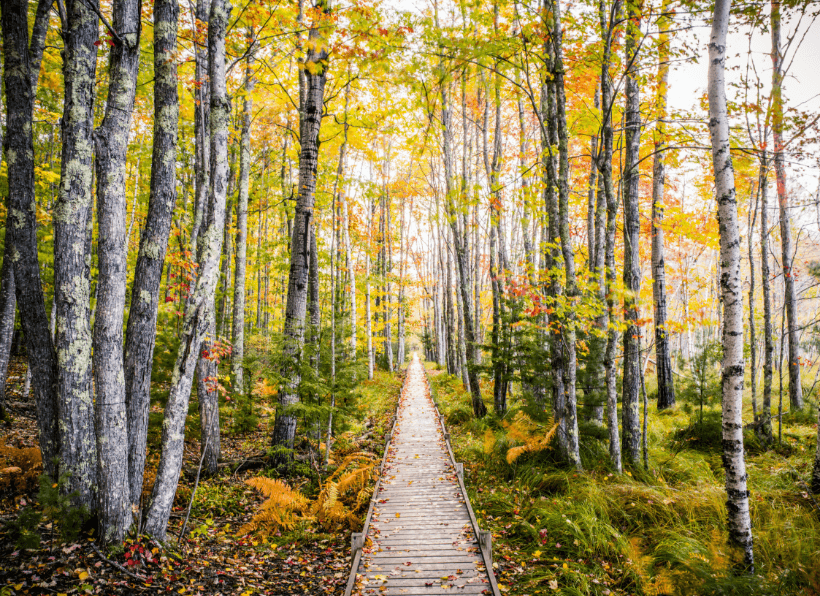 A view of Jesup Path with autumnal colors in the trees in Acadia National Park, Maine. &copy; Nick Hall