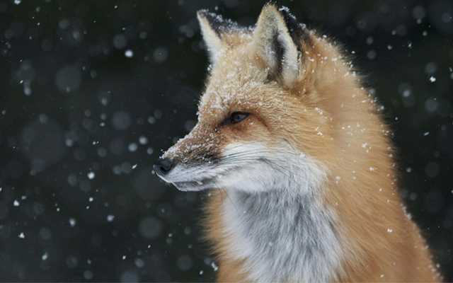 A red fox stands in the falling snow during a spring snow fall in Algonquin Provincial Park © Christopher MacDonald /TNC Photo Contest 2019