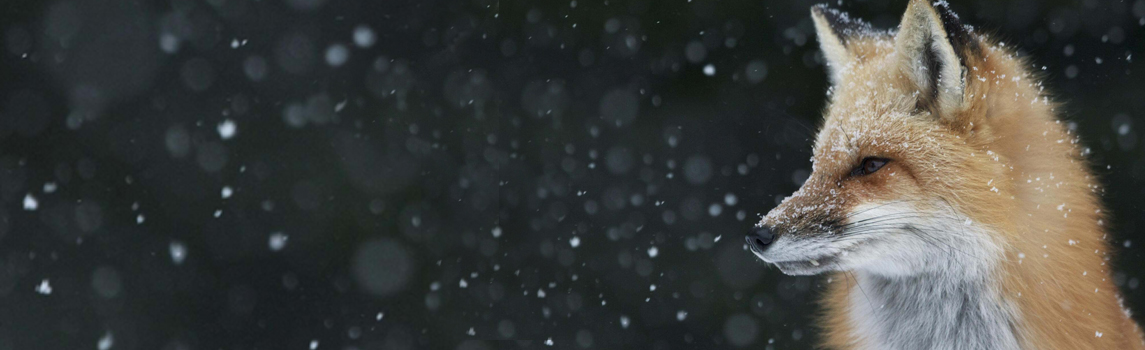 A red fox stands in the falling snow during a spring snow fall in Algonquin Provincial Park © Christopher MacDonald /TNC Photo Contest 2019