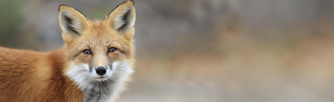 Red Fox in Algonquin Provincial Park, Ontario © Megan Lorenz/TNC Photo Contest 2019