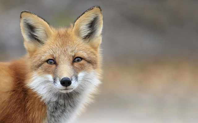 Red Fox in Algonquin Provincial Park, Ontario © Megan Lorenz/TNC Photo Contest 2019
