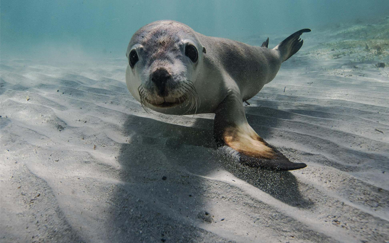 Playful Australian sea lion © Peter Wandmaker/TNC Photo Contest 2021