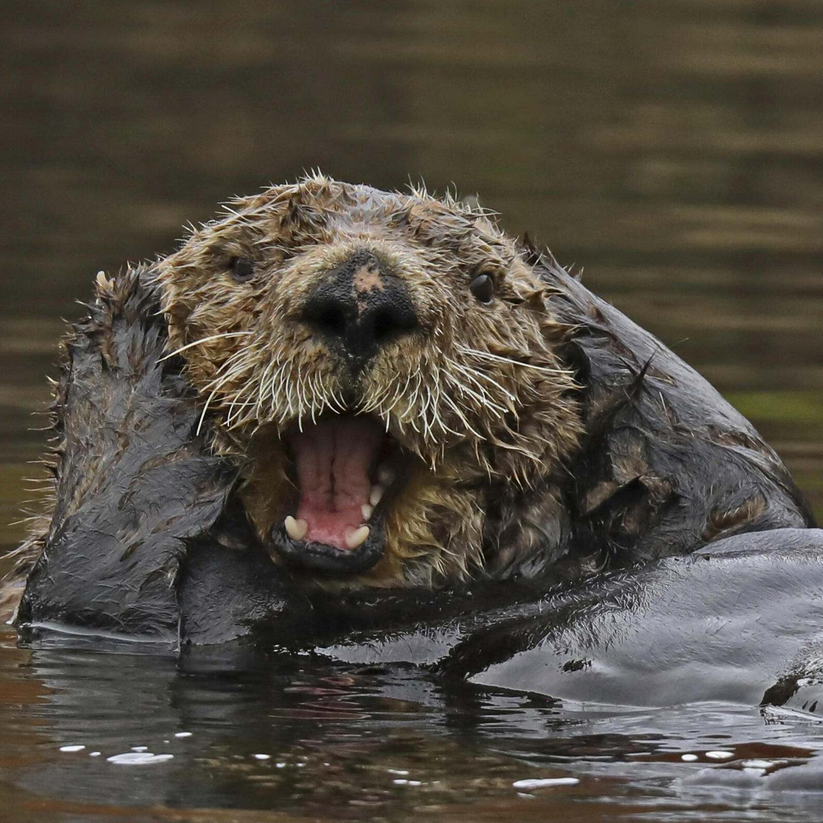 Sea otter smiling © Karen Underkoffler/TNC Photo Contest 2019