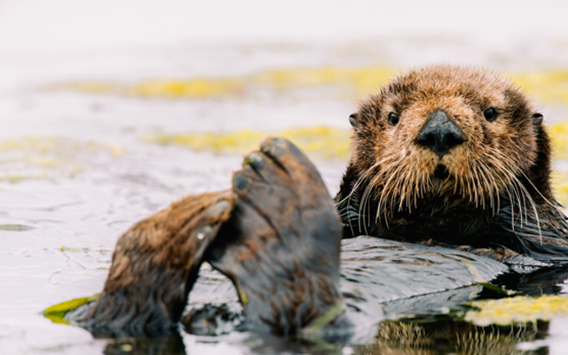 A southern sea otter rests and grooms in lower Elkhorn Slough, CA. © Kiliii Yuyan