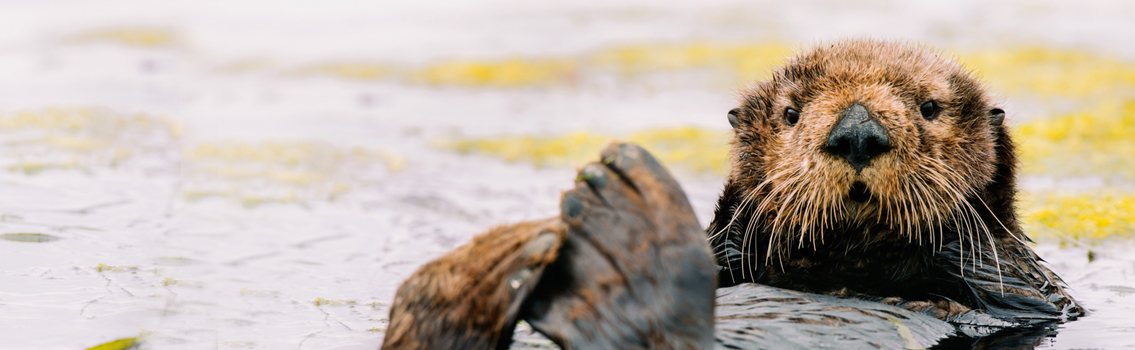 A southern sea otter rests and grooms in lower Elkhorn Slough, CA. © Kiliii Yuyan