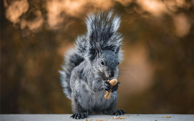 Western gray squirrel enjoys some peanuts for breakfast at sunrise in Crestline, California. © Jenna Koose/TNC Photo Contest 2022