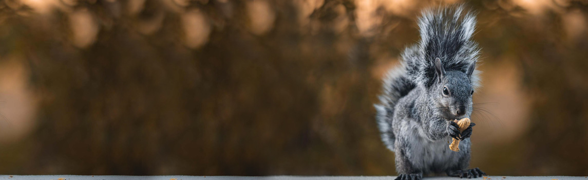 Western gray squirrel enjoys some peanuts for breakfast at sunrise in Crestline, California. © Jenna Koose/TNC Photo Contest 2022. 