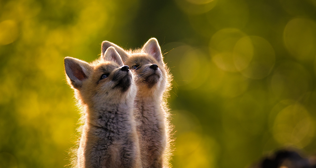 A pair of red fox kits watching a raven fly by in Alberta, Canada.