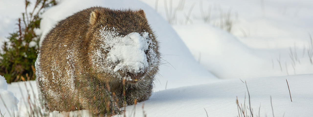 A chunky wombat going about its business with a face full of snow. © Drew Shipton/TNC Photo Contest 2023