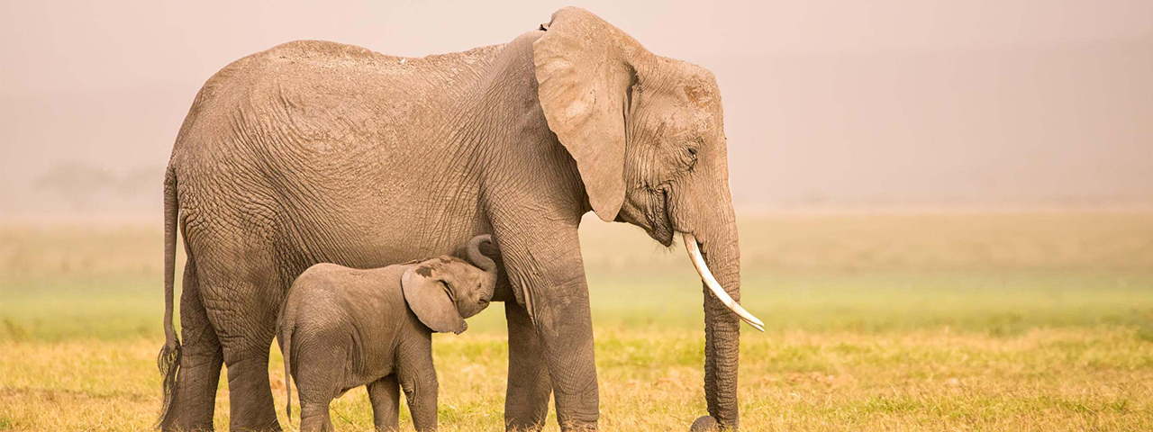 Elephant and her calf standing in a field.