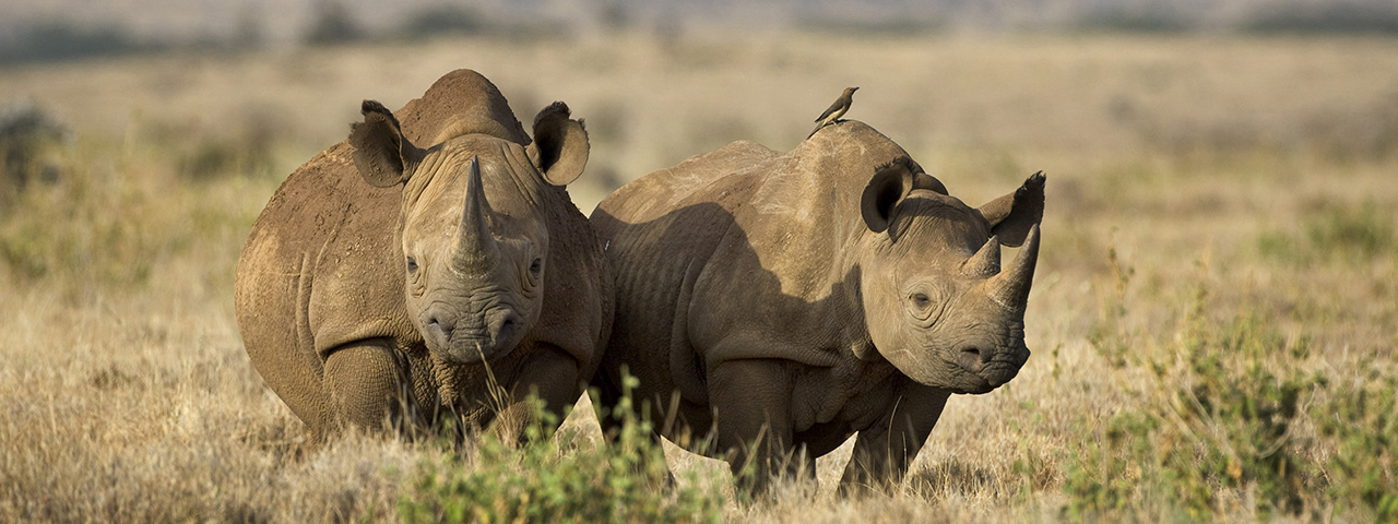 Black rhino mother and calf in northern Kenya. © Suzi Eszterhas