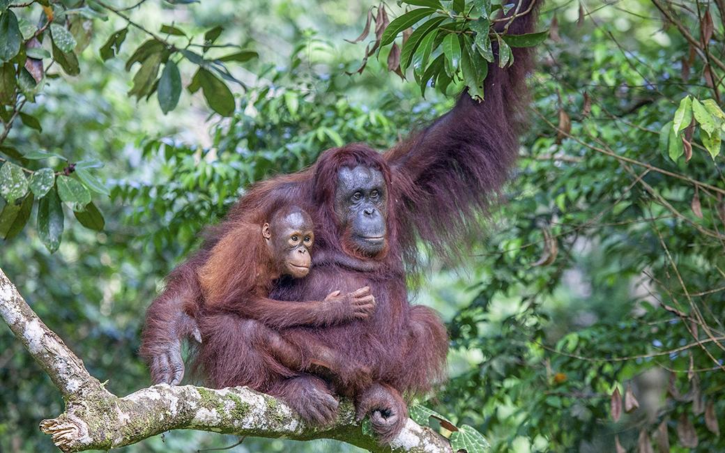 Orangutan mother and baby high up in a rain forest in Borneo. &copy; Ian Wade /TNC Photo Contest 2019