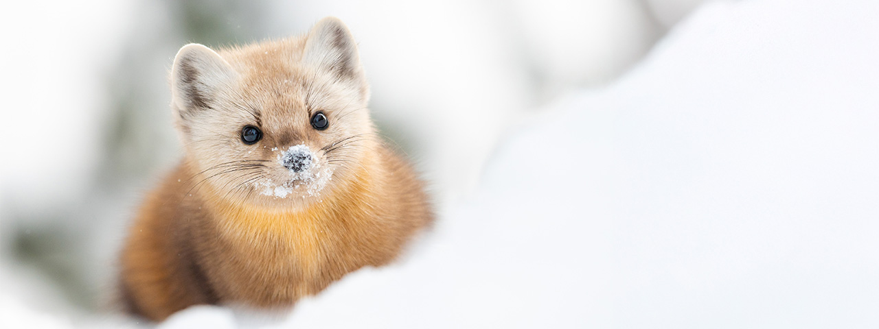 Face full of snow // A beautiful Pine Marten in it's natural winter habitat in Northern Quebec. © Albert Michaud/TNC Photo Contest 2021
