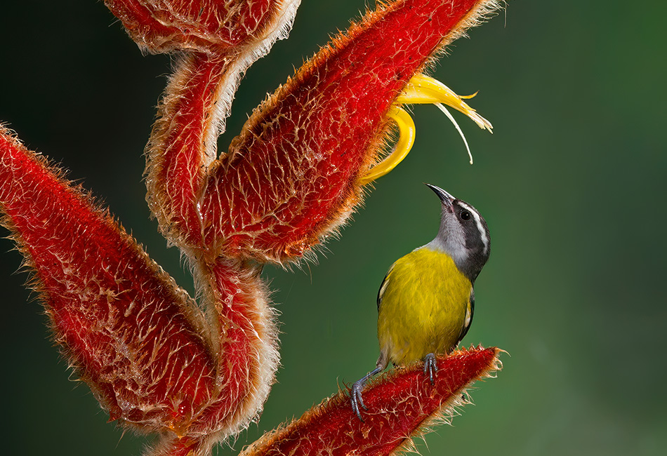 A close up of a Bananaquit. © Don Getty