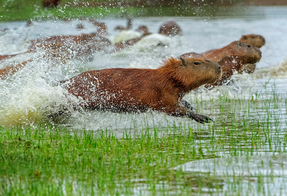 Capybaras running through the water. © Thomas Marent/Minden Pictures