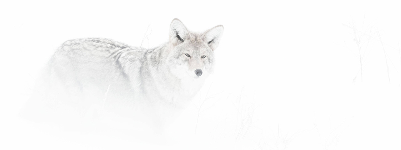 Winter sketch // A high key portrait image of a coyote in snow in Yellowstone national park. © AGNISH DEY/TNC Photo Contest 2021