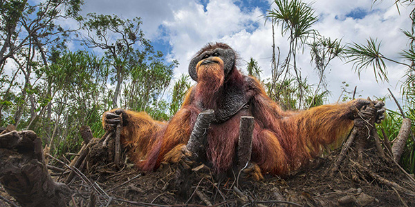 An orangutan in Indonesia. &copy; THOMAS VIJAYAN/TNC Photo Contest 2021