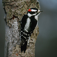 Downy or Hairy woodpecker