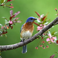 Eastern or Western Bluebird