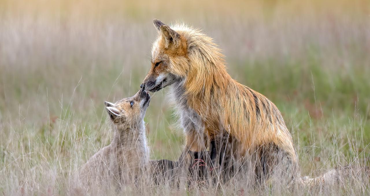 A young fox kit greets its parent. &copy; Patrick Coughlin/TNC Photo Contest 2022