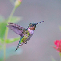 Ruby-throated or Rufous hummingbird