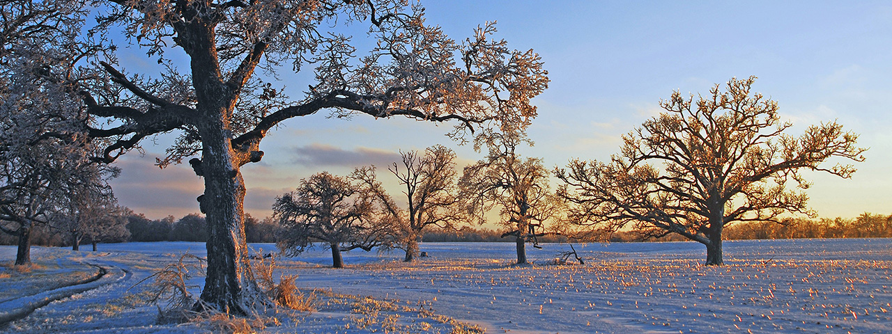 Ice-covered trees on the banks of the Mackinaw River near Lexington, Illinois. &copy; Tim Lindenbaum/TNC