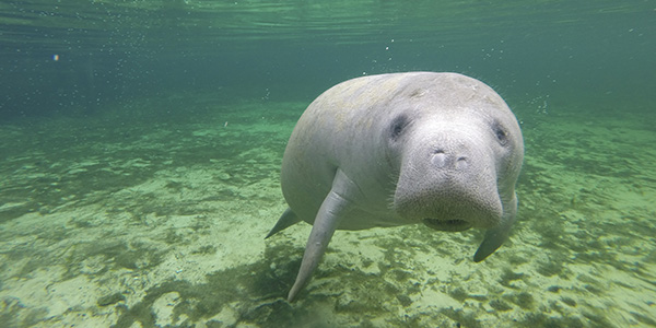 A curious manatee spotted while snorkeling in Fanning Springs, Florida. © Amy Vu