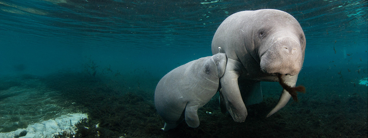 Nursing manatees in a spring in Florida. © Nicholas Larghi/TNC Photo Contest 2021