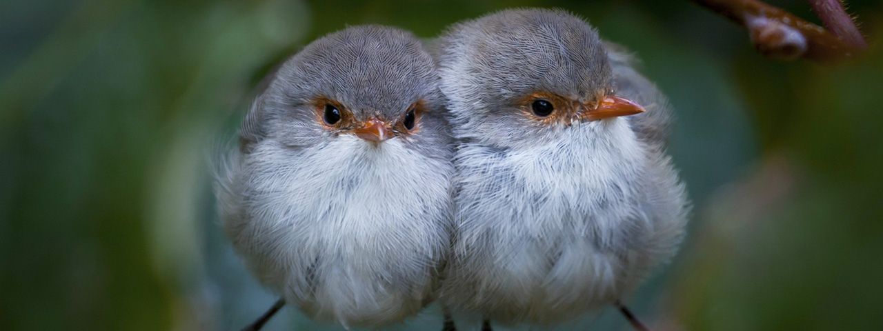 Fairy wrens huddle together to conserve body heat. © Daniel Collins/TNC Photo Contest 2019