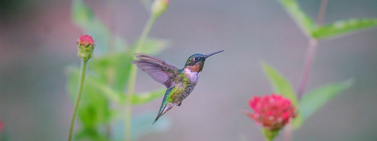 A ruby-throated hummingbird hovers in a garden © Haley Fredericks /TNC Photo Contest 2018