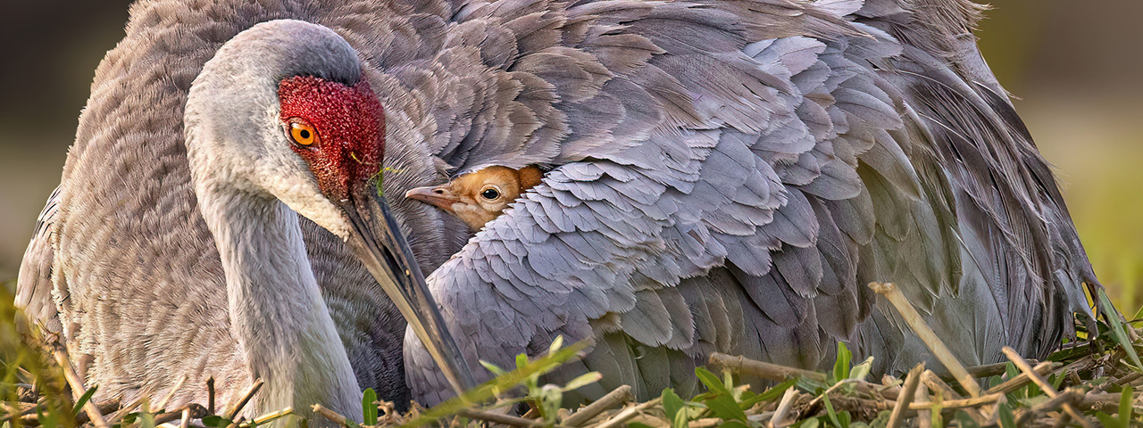 A Sandhill Crane Colt tucked in, feeling the warmth of its mother. © Robert Gloeckner-TNC Photo Contest 2023