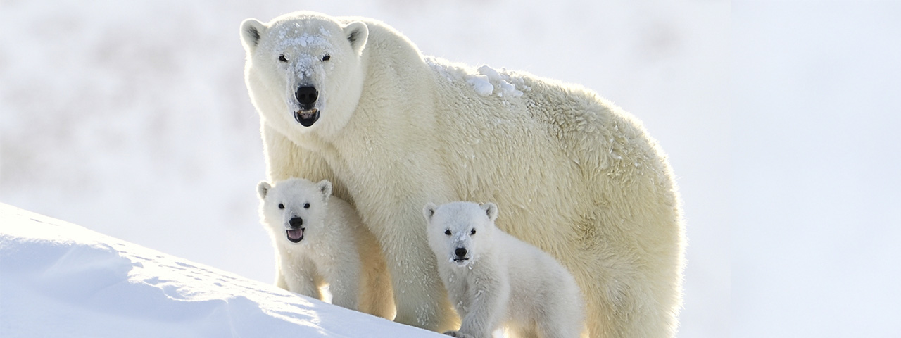 A polar bear family near Baffin Island in the Canadian arctic.