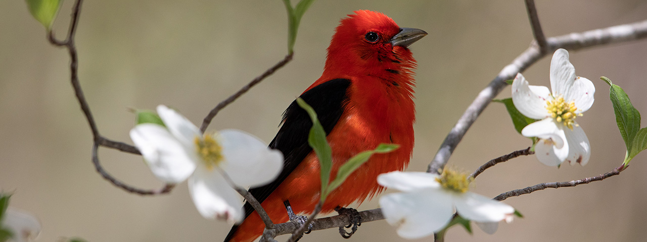 Scarlet Tanager © Gary Robinette/TNC Photo Contest 2023
