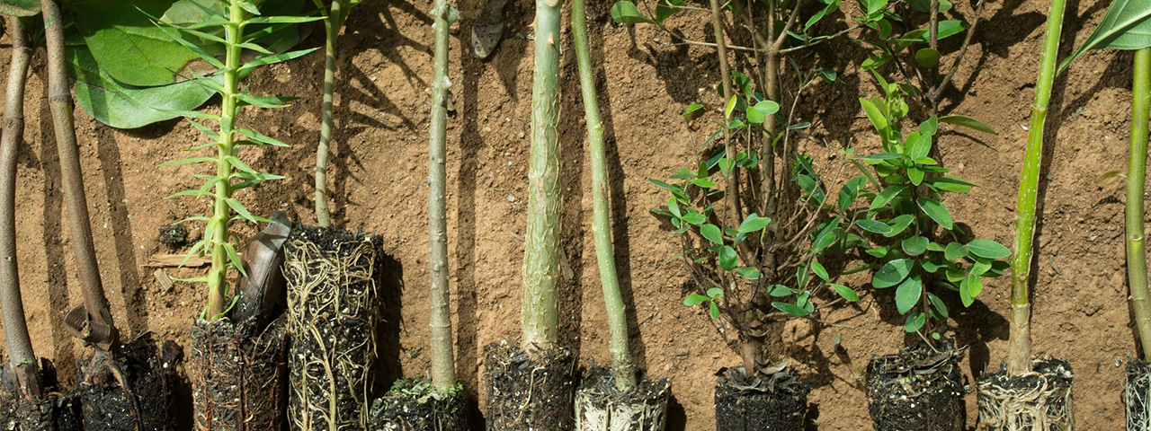 Native tree saplings lined up together on a bed of soil.