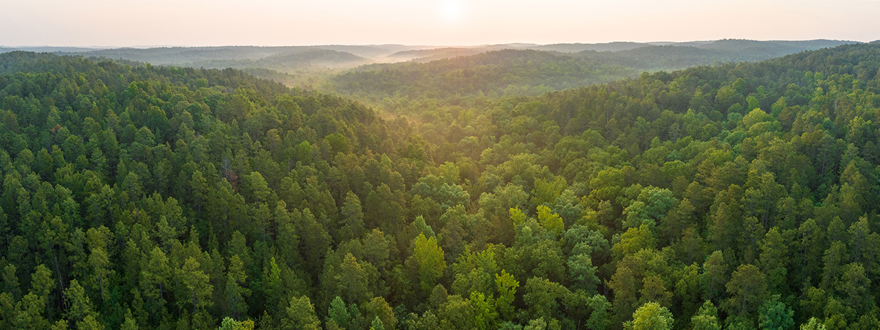 Aerial view of longleaf pine forest in Wheeler Mountain, Alabama.