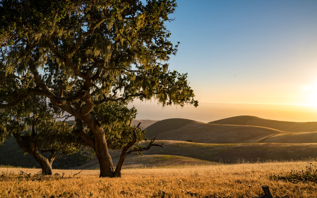 Live oaks frame the distant rolling hills on the ranch at TNC's Dangermond Preserve in California. &copy; Bill Marr/TNC