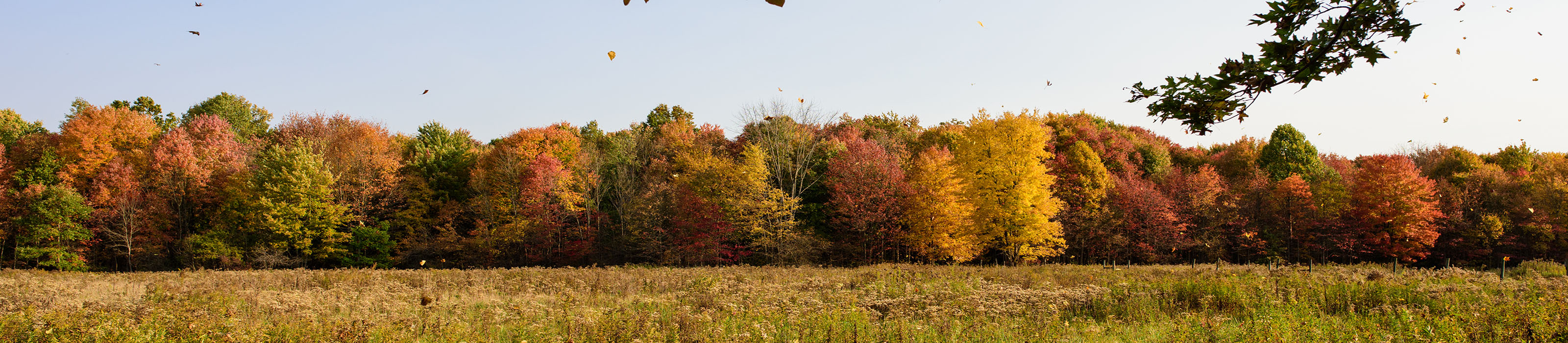Looking across a field at a stand of trees with red, yellow and orange fall colors. Photo Credit: © Carl Feather