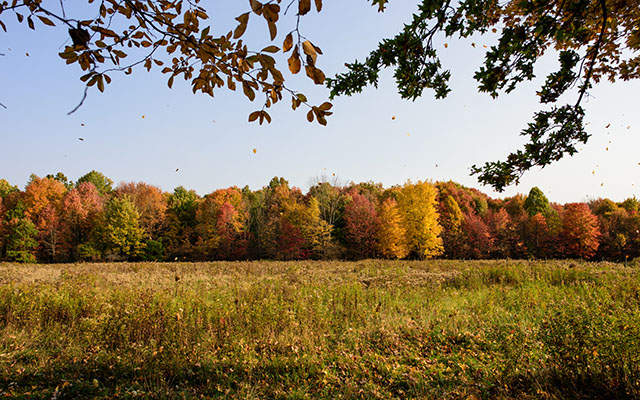 Looking across a field at a stand of trees with red, yellow and orange fall colors. Photo Credit: © Carl Feather