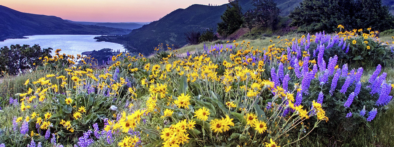 Just before sunrise at Rowena Crest in Oregon's Columbia River Gorge. The location is filled with balsamroot, lupine and other wildflowers in mid-to-late spring. This is adjacent to Tom McCall Preserve, a Nature Conservancy protected area. © Gary Grossman/TNC Photo Contest 2019