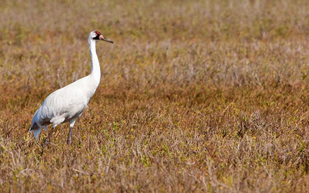 A whooping crane standing amongst ground cover.