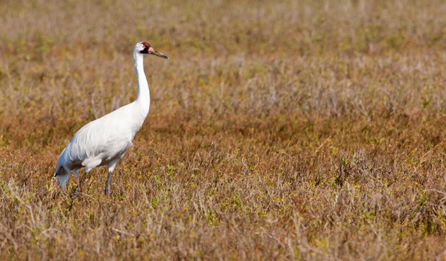 A whooping crane standing amongst ground cover. © Kendal Larson