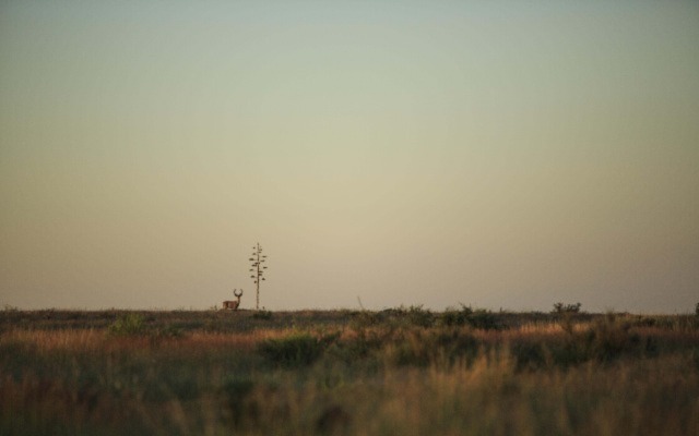 A mule deer at the Marathon Grasslands Preserve. Photo Credit: © Jerod Foster