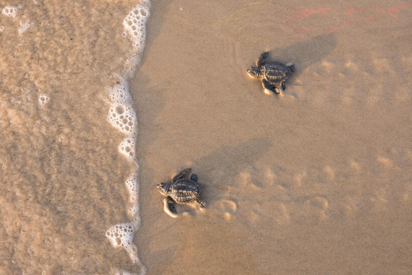 Baby Kemp's Ridley sea turtles are released and head for the ocean. &copy; Carlton Ward Jr.