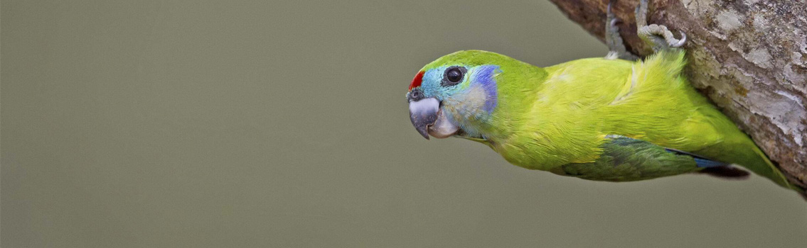 A Double-Eyed Fig-Parrot. Australia's tiniest parrot excavates a golf ball diameter nest-hole in a rainforest tree. © Mat Gilfedder/TNC Photo Contest 2019