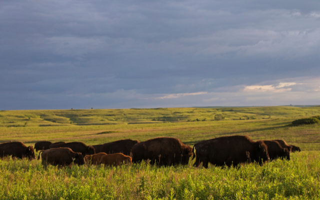 A herd of bison roaming a prairie of yellow and green grasses. Photo Credit: © Harvey Payne