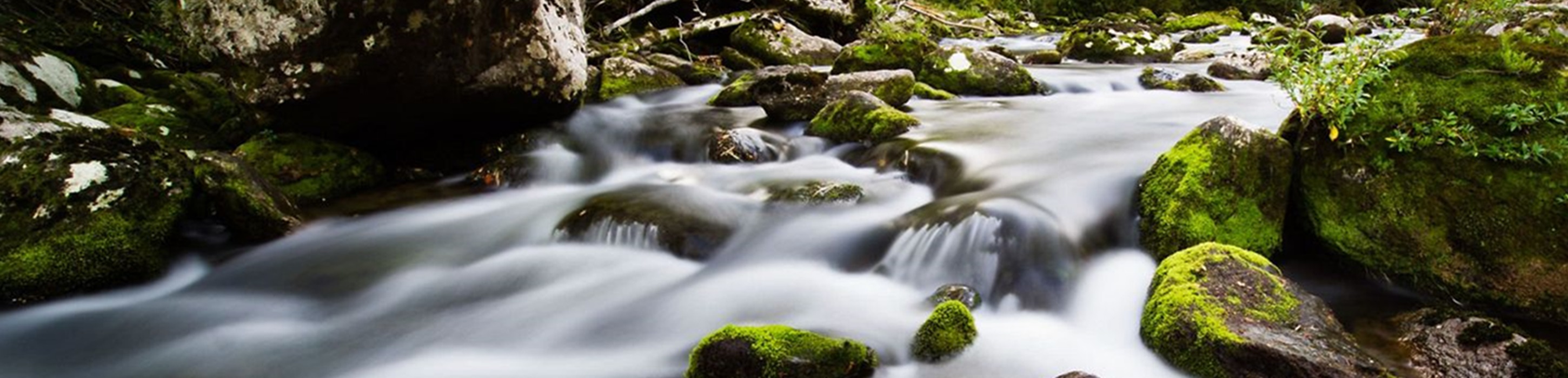 Wet rocks with moss in the middle of a flowing river, surrounded by forest.