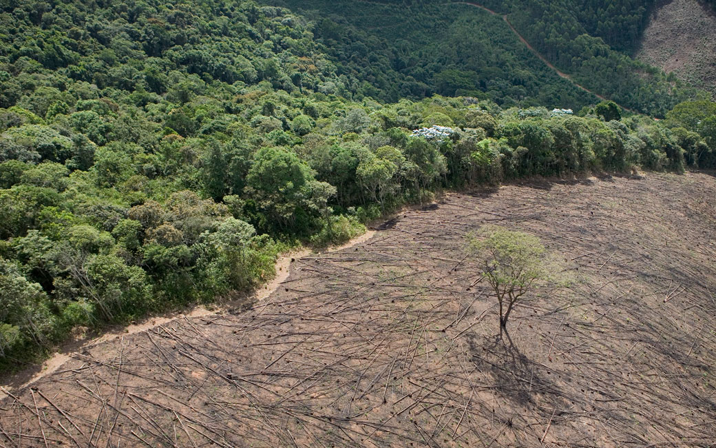 Aerial view of timber cutting near Cachoeira Reservoir, Brazil.