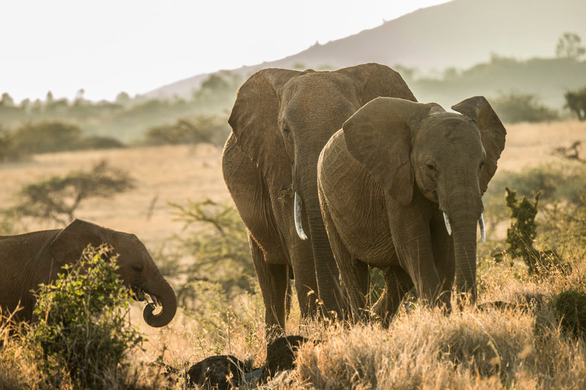 African bush elephants at the Lewa Wildlife Conservancy in Northern Kenya. &copy; Ami Vitale
