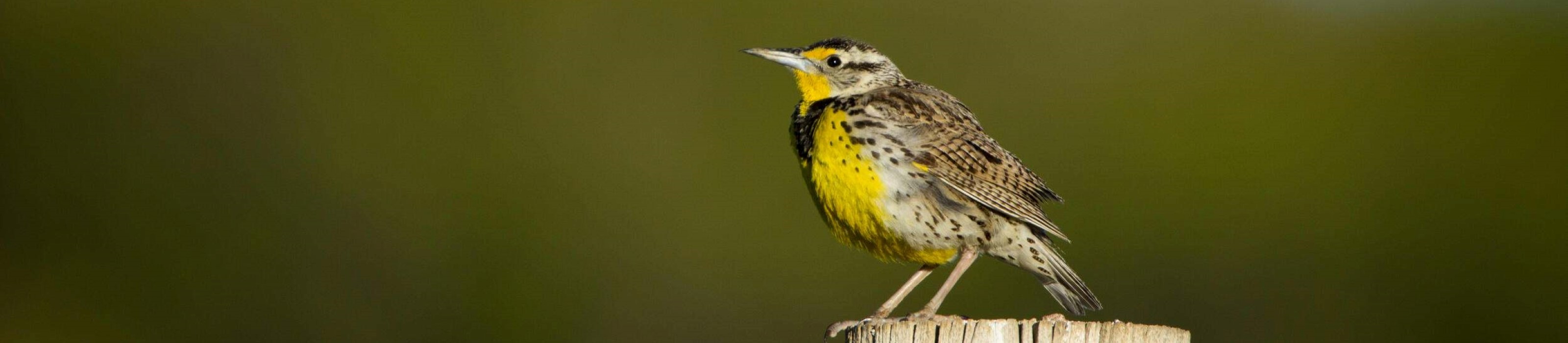 Western Meadowlark by Lauryn Wachs