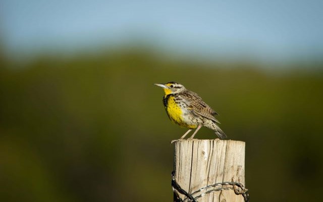 Western Meadowlark by Lauryn Wachs